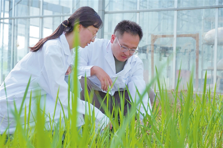 茶稻誕生！三亞科研新突破引領農業生物技術開發